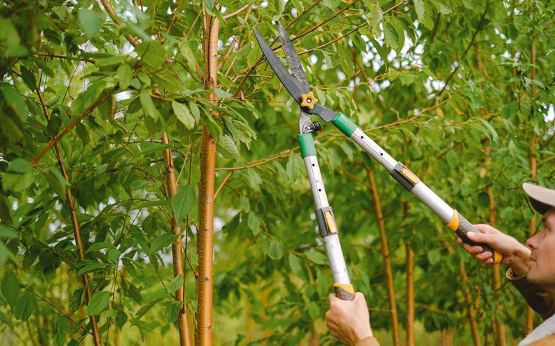 Tree trimming in Beaverdam, OH